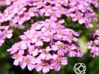 Тысячелистник Лилак Бьюти