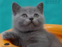 Британские котята, фотография 3