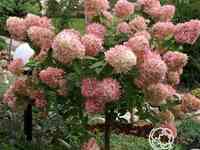 Гортензия фантом на штамбе 80 см