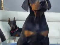 Щенки Добермана, фотография 3