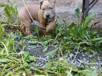 Щенок Амстаффа 2 месяца,мальчик, фотография 3