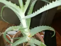 продам недорого комнатные цветы, цена по договорённости., фотография 5