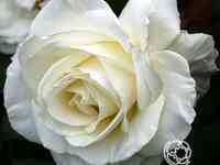 Роза тинеке чайно-гибридная, топалович