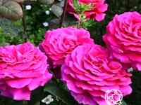 Роза биг пепл на штамбе 90см