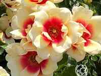 Роза глориос бэбилон айз, интерплант