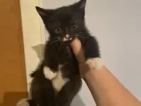 Отдам котенка в добрые руки, фотография 2