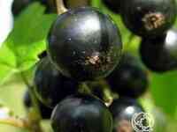 Смородина Нежданчик черная