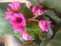 Садовые деревья цветущие и ягодные кустарники цветы многолетки, фотография 2