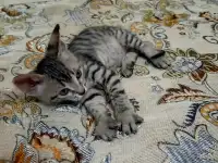 Велюровые, донские красавцы сфинксы, ждут своих хозяев!!!, фотография 5