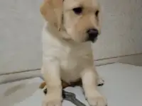 Щенки Лабрадор ретривер, фотография 10