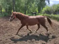 Продам лошадей Орловской породы в Усть - Каменогорске, фотография 7