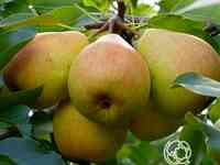 Груша память жегалова