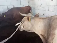 Продам 2 коровы с телятами. Можно без телят. Дойные коровы. Плохих прывычек нет. Умные, красивые, стройные коровы, фотография 7