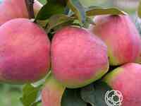 Яблоня кандиль орловский