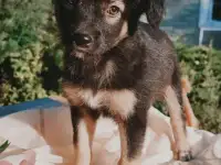 Щенки метисы от кинолога, фотография 6