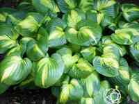 Хоста кафедрал уиндоуз (l)