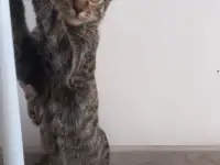 Отдам котят, фотография 4