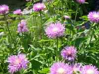 Василек подбеленный