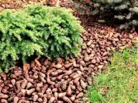 Мульча из коры сибирской лиственницы, фотография 4