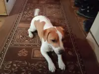 Вязка, фотография 3