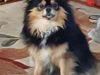 Шпицы. Радость в дом!, фотография 6