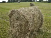 Куплю 5000 тысяч рулонов сена