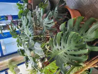 Продам гигантские Монстеры, фотография 2