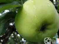 Яблоня славянка с/п