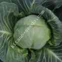 Семена ранней капусты КАНАЯМА F1, KITANO SEEDS, фотография 3