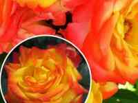 Саженцы роз (чайно - гибридные), среднерослые. Сербия, фотография 2