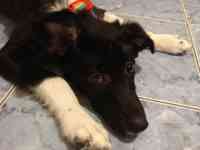 Малышка Хани ищет дом, фотография 3