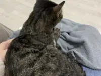Отдам кошку Дымку Астана, фотография 7