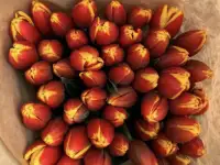 Тюльпаны оптом и в розницу к 8 марта, фотография 3