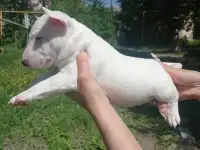 Миниатюрный бультерьер, фотография 5