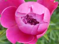 Пионы букеты Пионы с сада, фотография 4