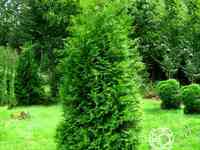 Туя западная Брабант