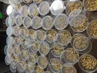 Опарыш опт розница, фотография 3