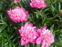 Продам особняк на два хозяина, Целинная 2/1, фотография 5