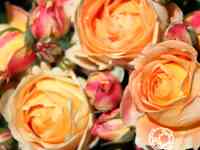 Роза дольче вита, дельбар