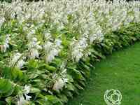 Хоста Роял Стандарт (ML)