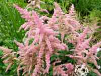 Астильба арендса Брессингем Бьюти