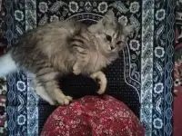 Шотландский прямоухий, фотография 4