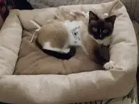 Отдам в добрые руки