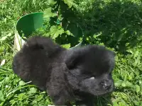 Милые мишки ЧАУ-ЧАУ, фотография 4