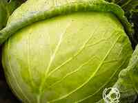 Семена Капуста б/к Слава 1305