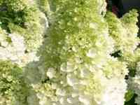 Гортензия канделайт