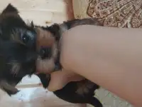 Продам, фотография 4