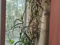 Алое Вера, фотография 2