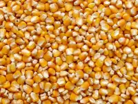 Оптом кукуруза зерновая, фотография 2