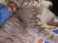 Кошки, фотография 3